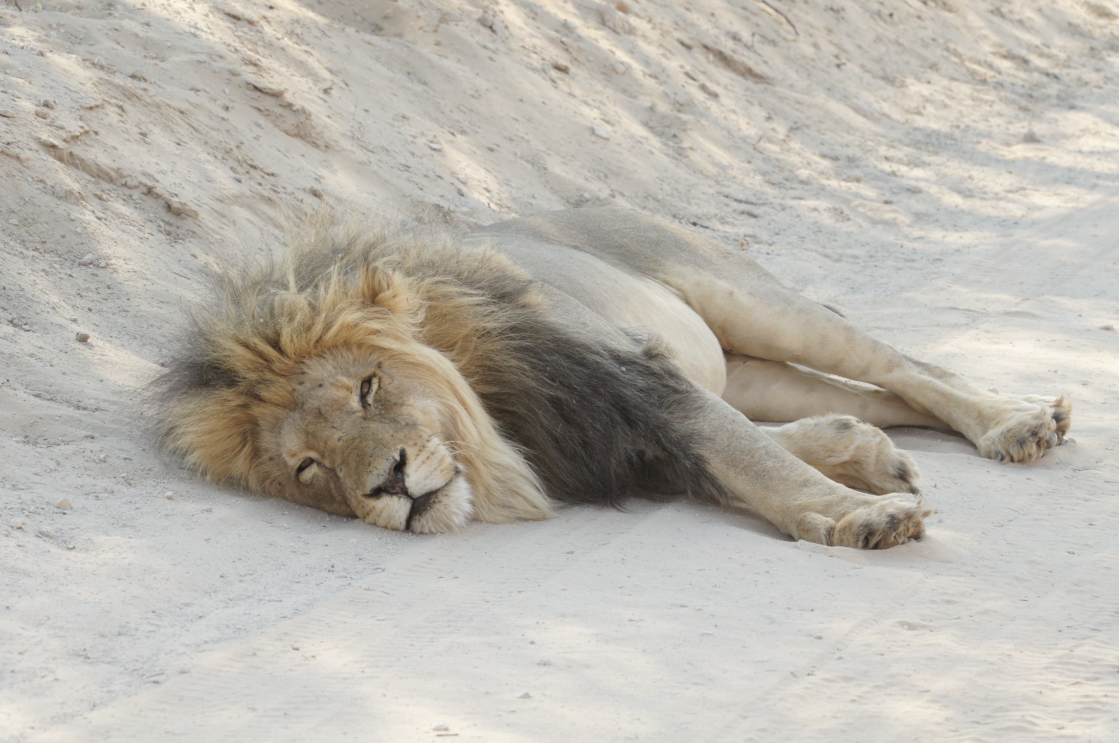 Namibia open road — the journey begins
