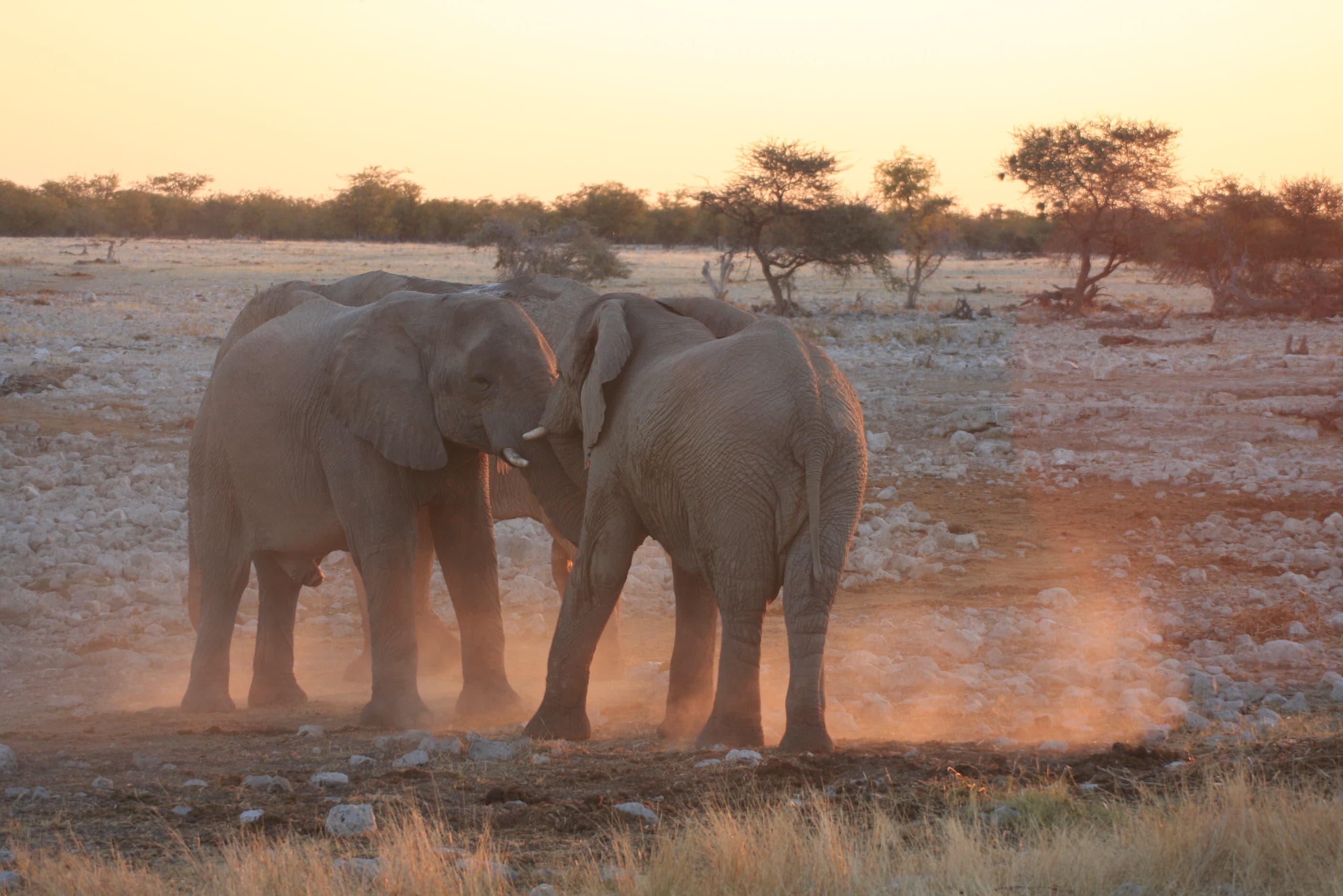 Projects & Promotions publications — maps and guides for Namibia