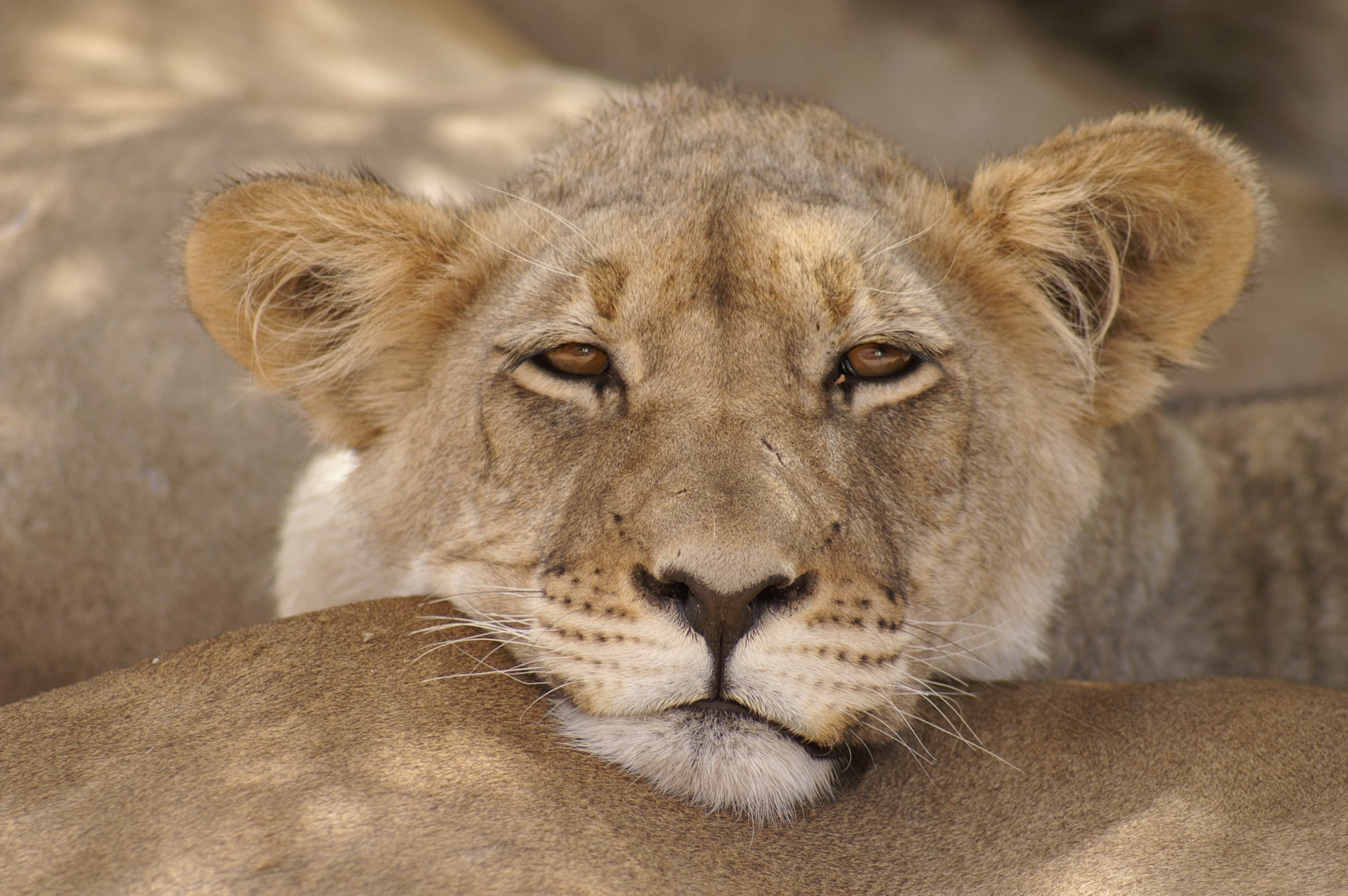Lioness at an Etosha waterhole — Namibia wildlife