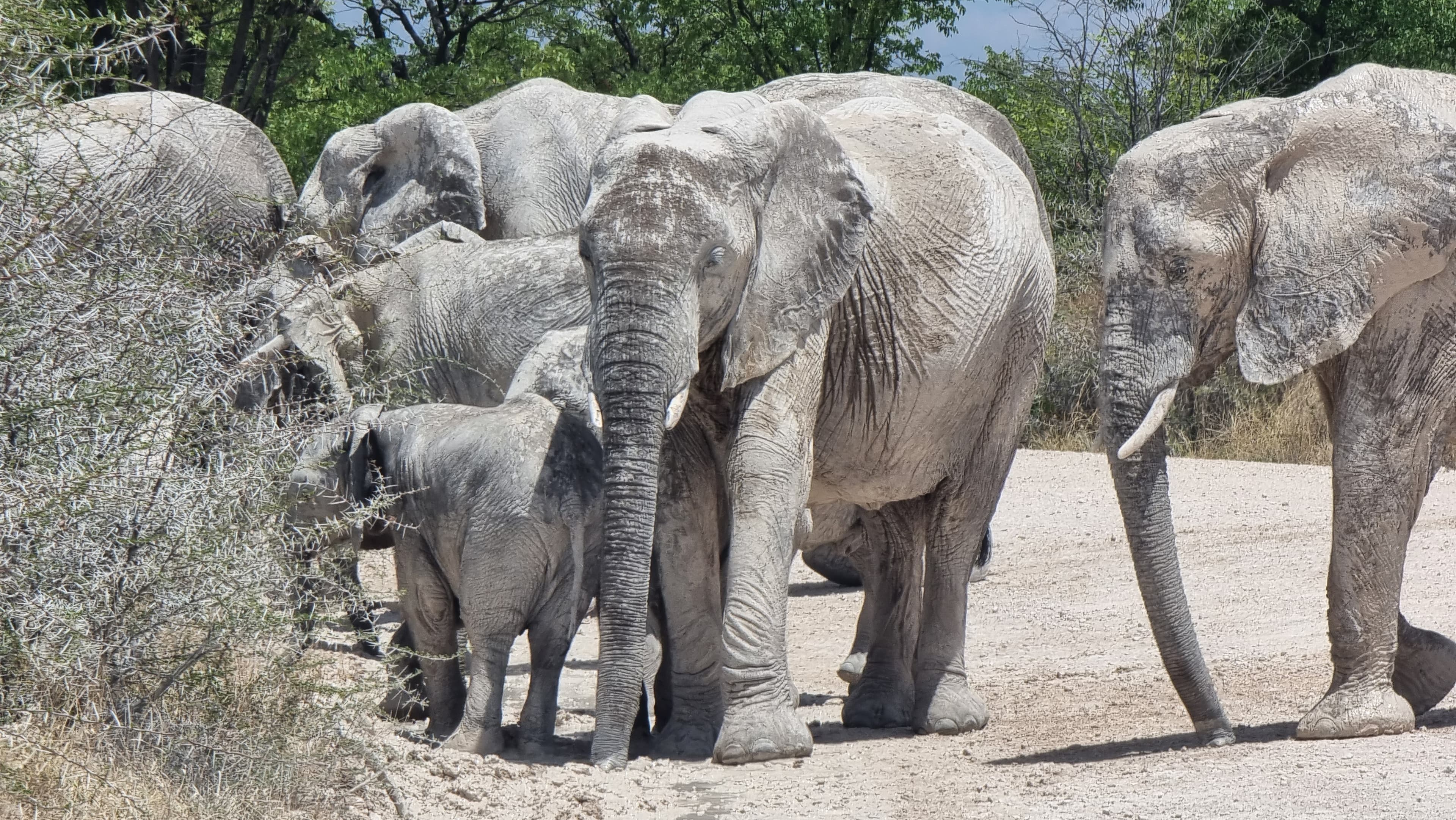 Namibia wildlife — elephant herd at an Etosha waterhole at dusk