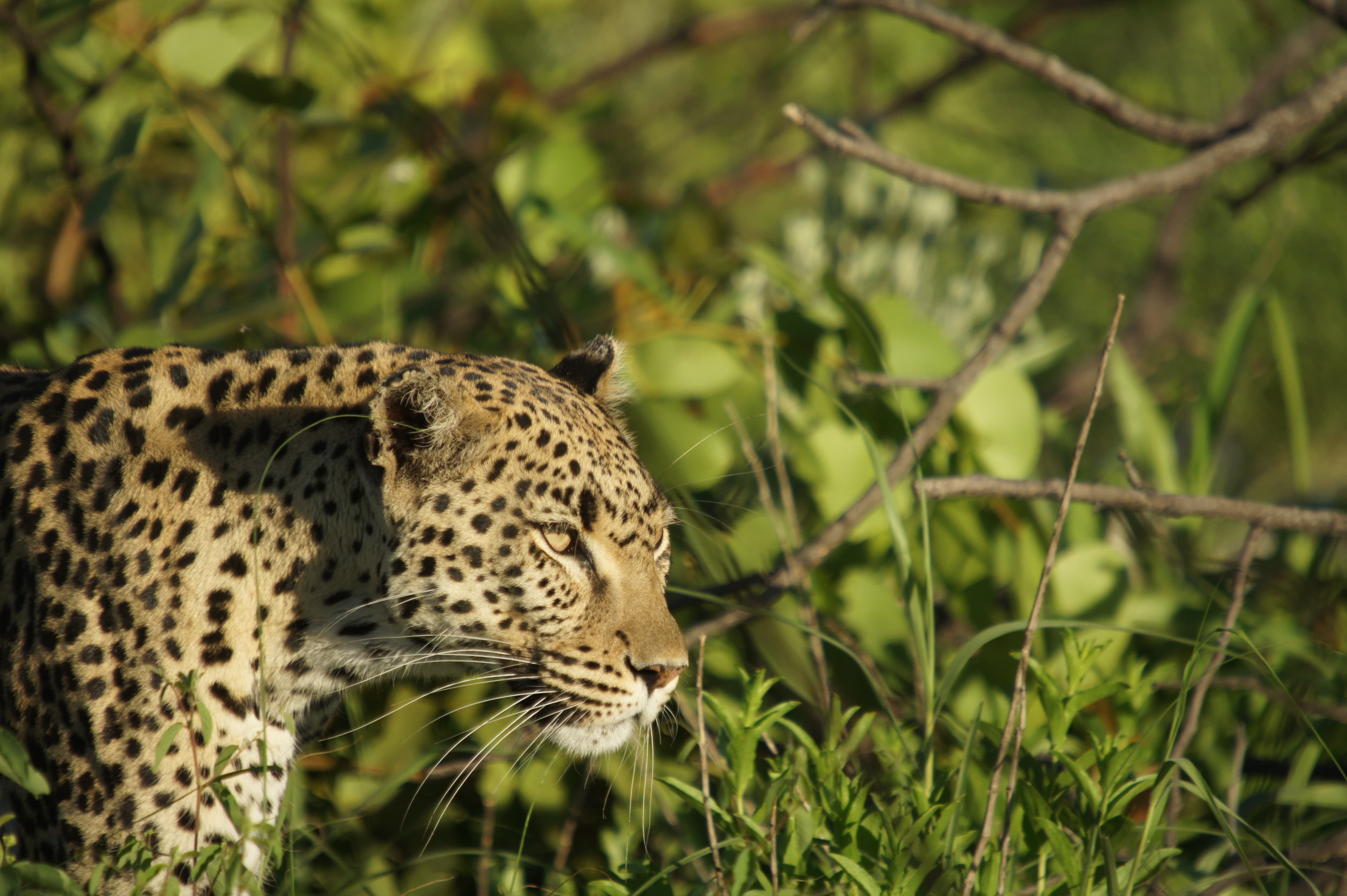 Wildlife